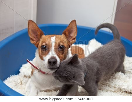 Jack Russell-Terrier cica egy kosárban