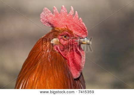 ภาพเหมือนของไก่สีแดง