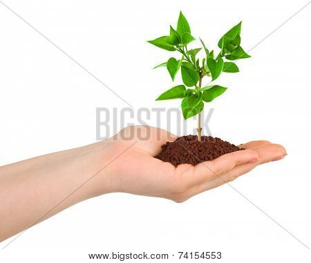 Hand and plant isolated on white background