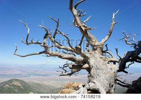 Tree growing on a rocky mountain