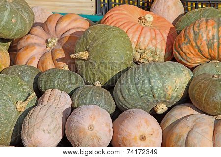 Mature Pumpkins For Sale Directly By The Farmer