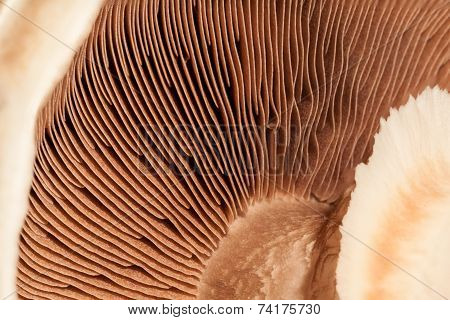 Mushroom