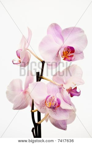 Phalaenopsis