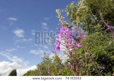 Granard Pink Wild Irish Flowers