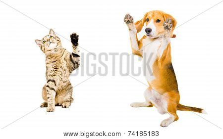 Cat and dog standing together