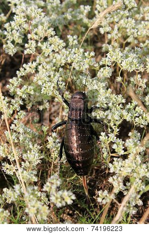 Cricket (Bradiphorus Dasiphus)