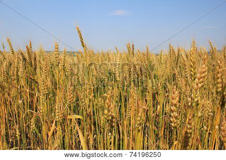 Wheat fields