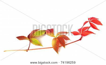 Branch Of Red Autumn Grapes Leaves