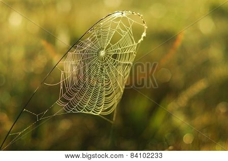 Spider