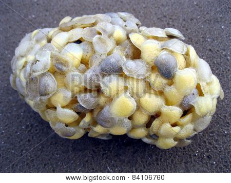 Whelk Egg Case