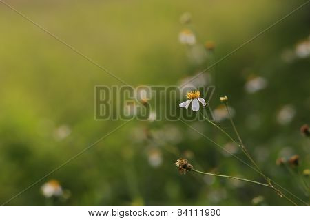 Little flower in the field.