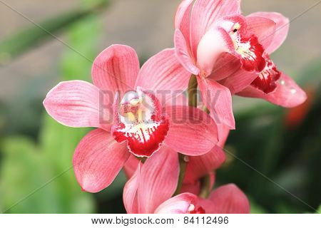 Phalaenopsis,Moth Orchid flowers
