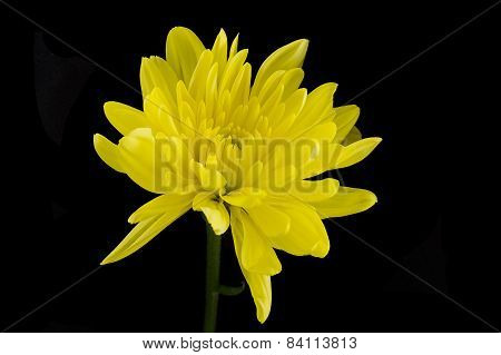 Singe Yellow Chrysanthemum