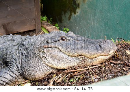 Mississippi Alligator