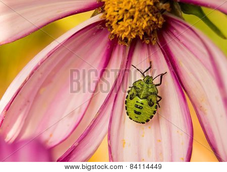 Green Stink Bug on a Pink Flower