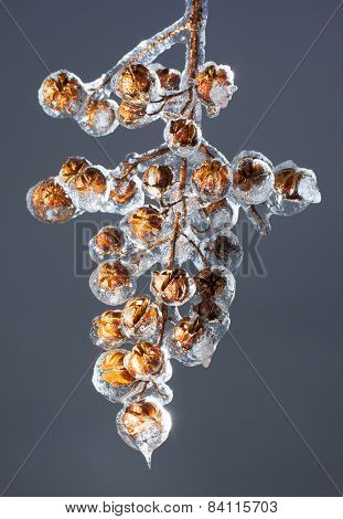 Frozen Branch
