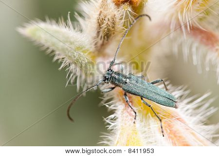 Opsilia Coerulescens