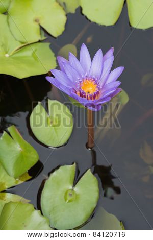 Violet Lotus.