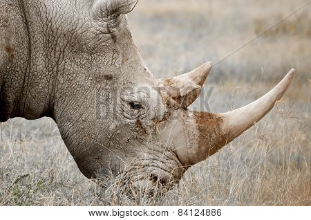 Rhinocores