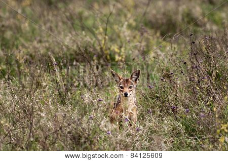 Curious But Shy Jackal
