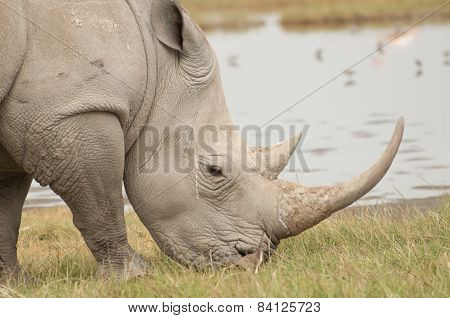Horns Of A Rhino