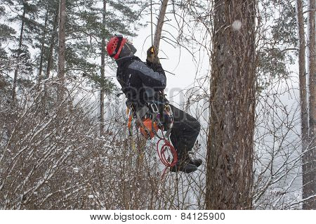 Arborist sawing wood chainsaw at the height in a snowstorm, dangerous work