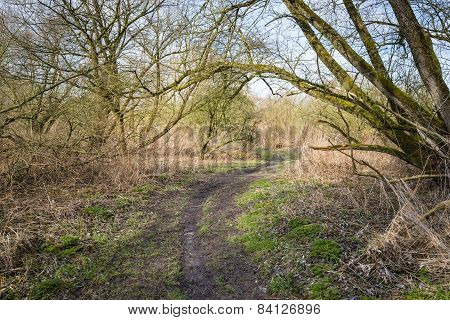 Bent Path In A Forest With Bare Trees