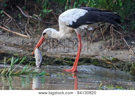 White Stork (ciconia Ciconia)