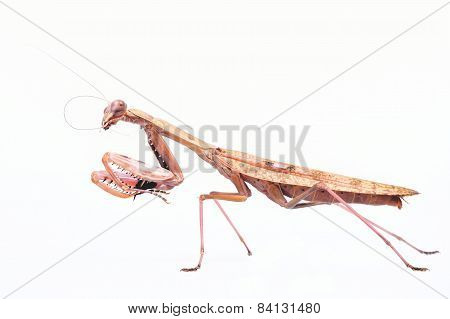 Mantis