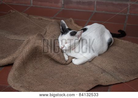 A Happy Cat