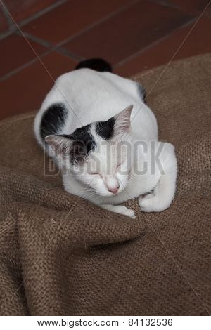 A Sleepy Cat