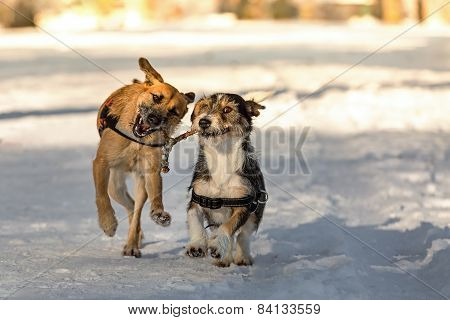 Animal Dowser