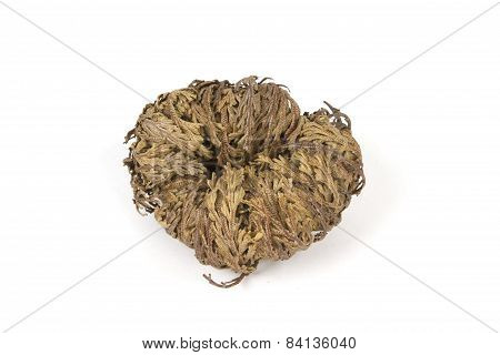 Rose Of Jerciho Isolated On White Background