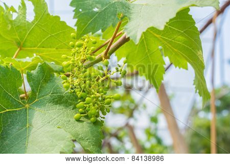 small green grapes in garden