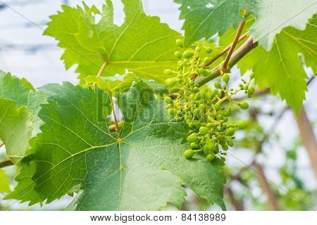 small green grapes in garden