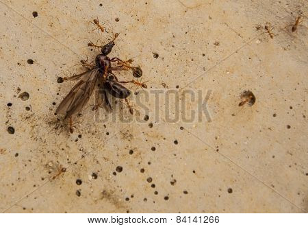 Ants Carry Insect To Nest
