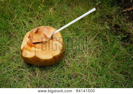 coconut juice straw drink energy grass concept