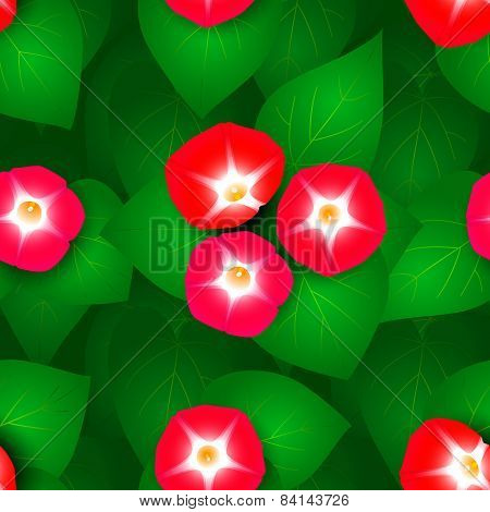 Seamless pattern with ipomoea flowers