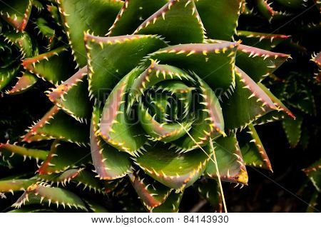 Green Succulent Flower