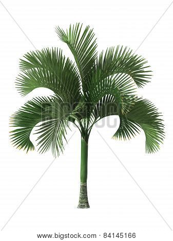 Tropical Plant