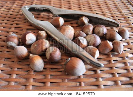 Nutcracker and dry ripe brown hazelnuts.