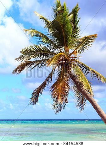 Palm Tree Over Caribbean Sea