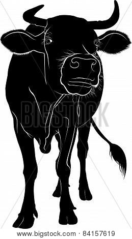 Cow