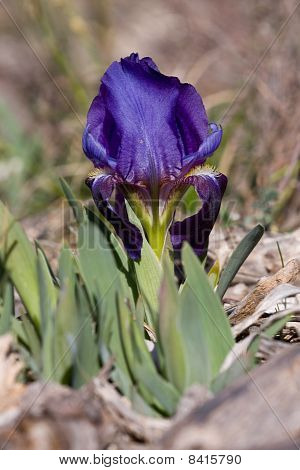 Iris Lutescens