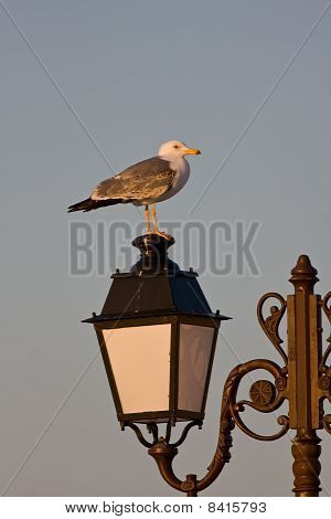 Larus Michahellis