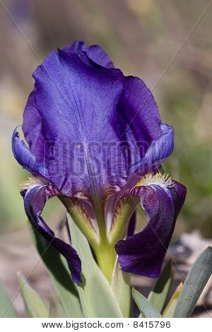 Iris Lutescens