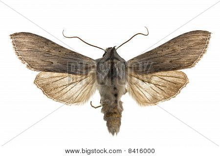 Cucullia Umbratica