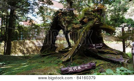 Three Generations Tree In Alisan
