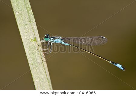 Ischnura Elegans