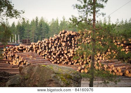 Deforestation